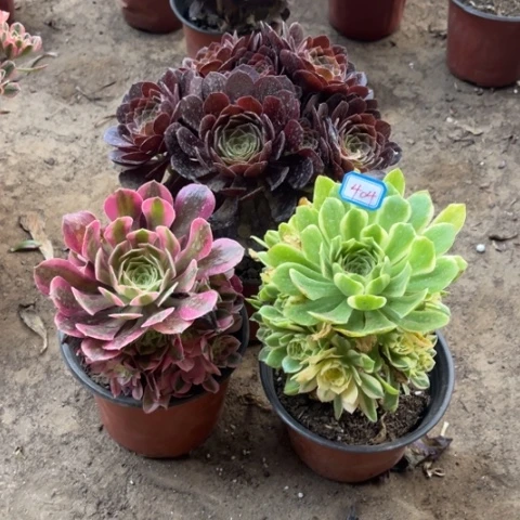 404多肉植物组合