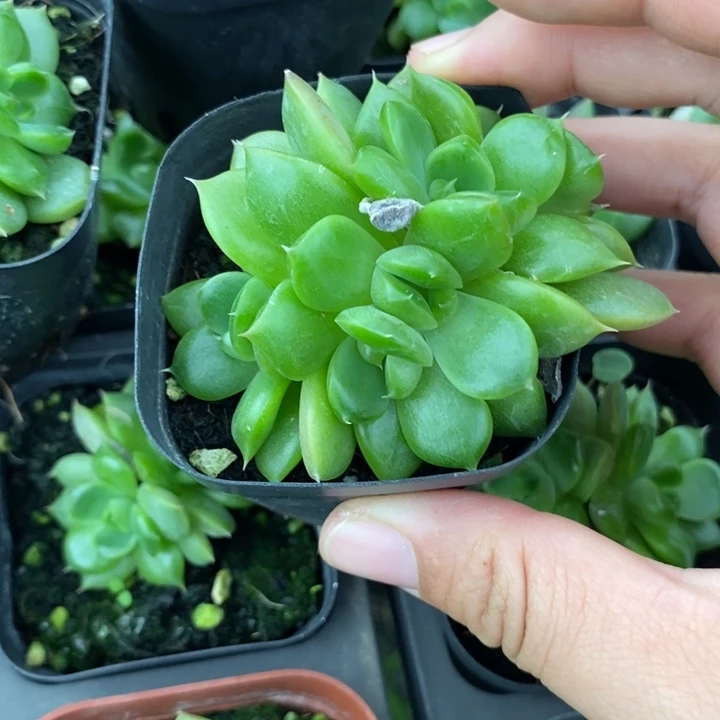 标461皮埃拉珍妮一个