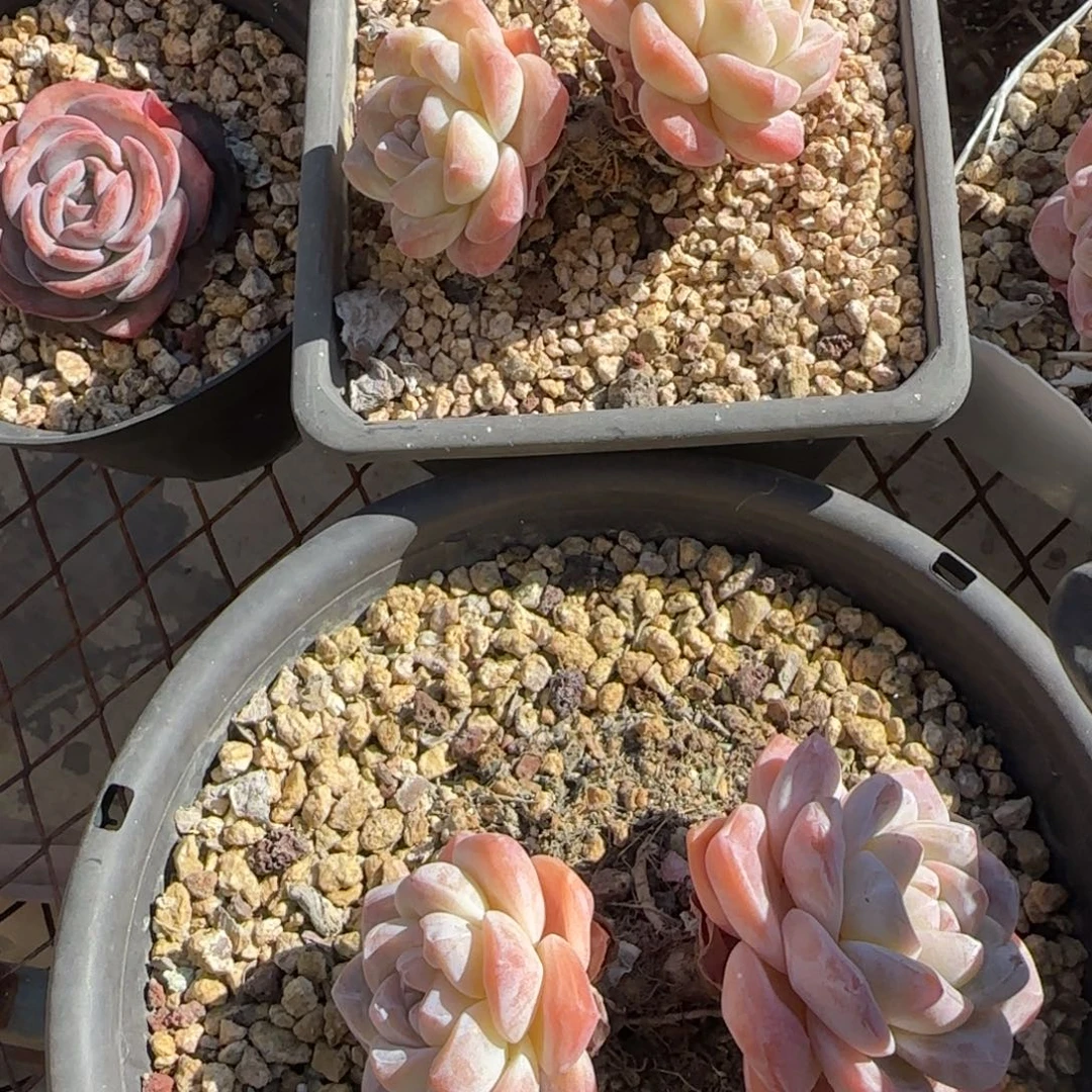 韩版冰双头2一起一起