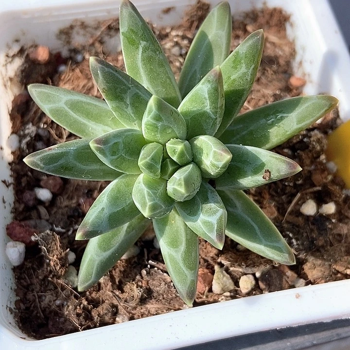 多肉植物梵高美人936