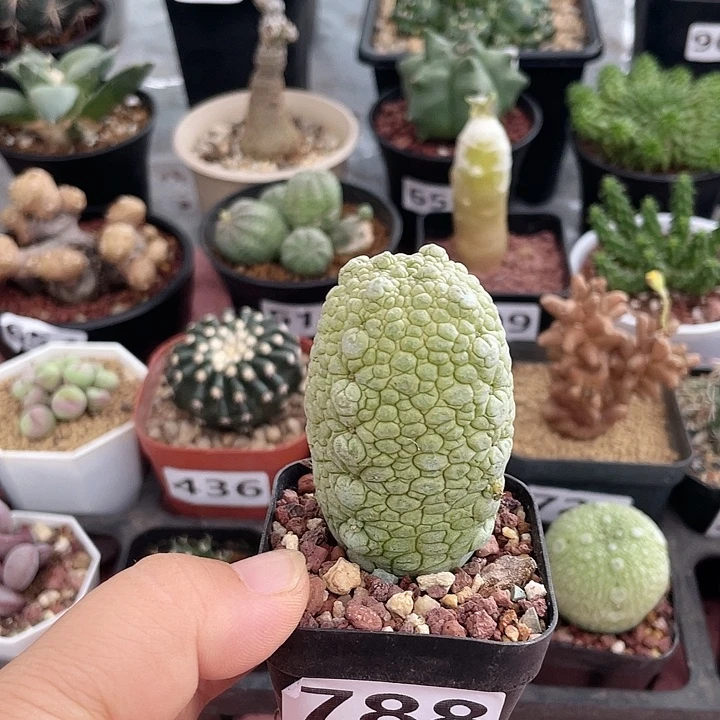 788实生凝提玉柱子