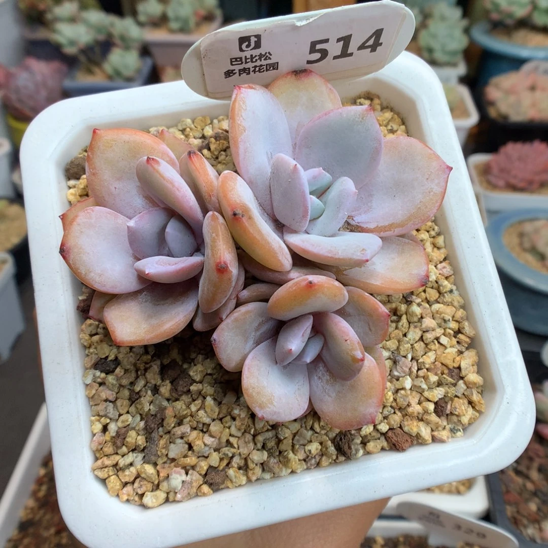 514三头奶茶多肉植物