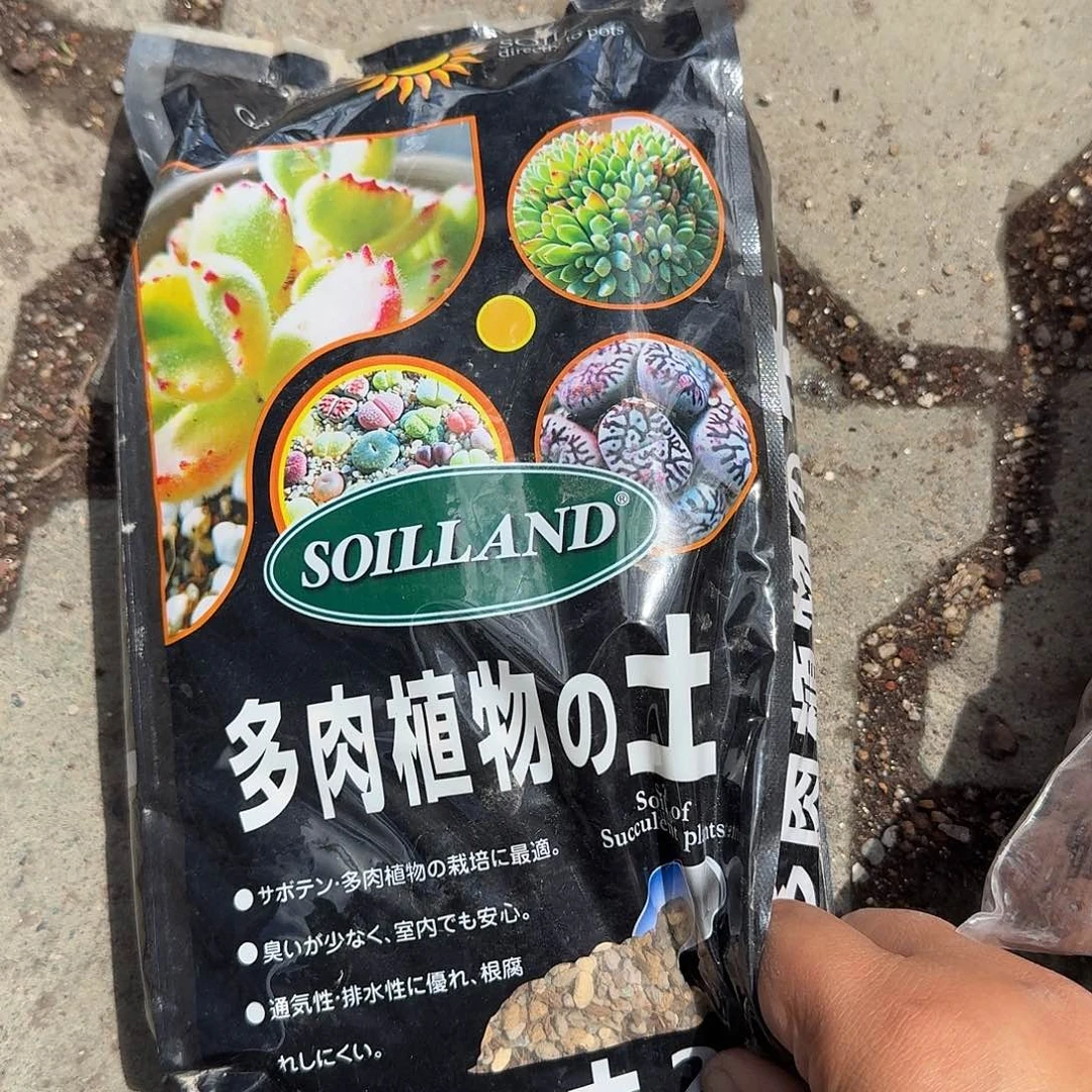 形***路两包土多肉植物精品