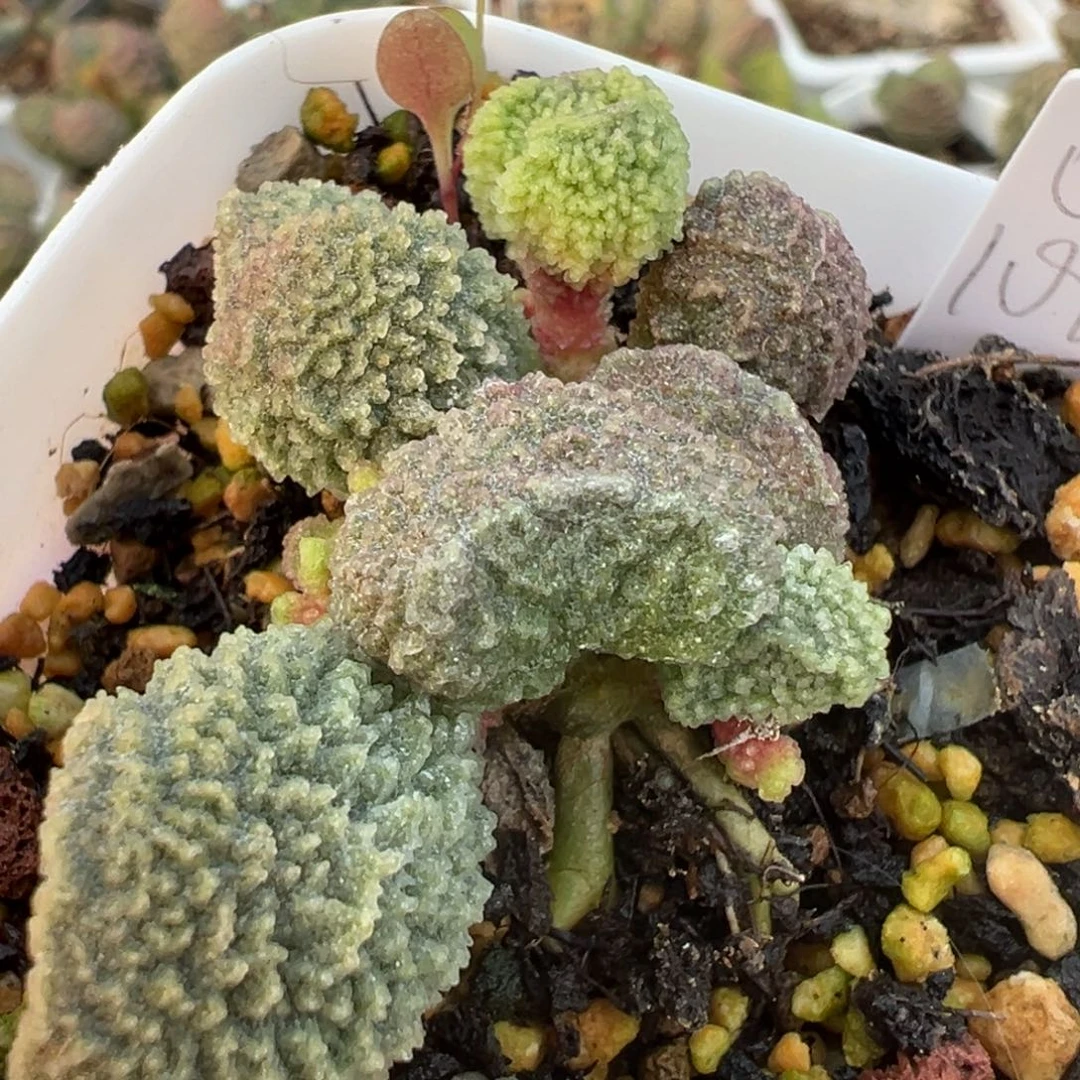 实生新品多肉植物水泡多肉植物