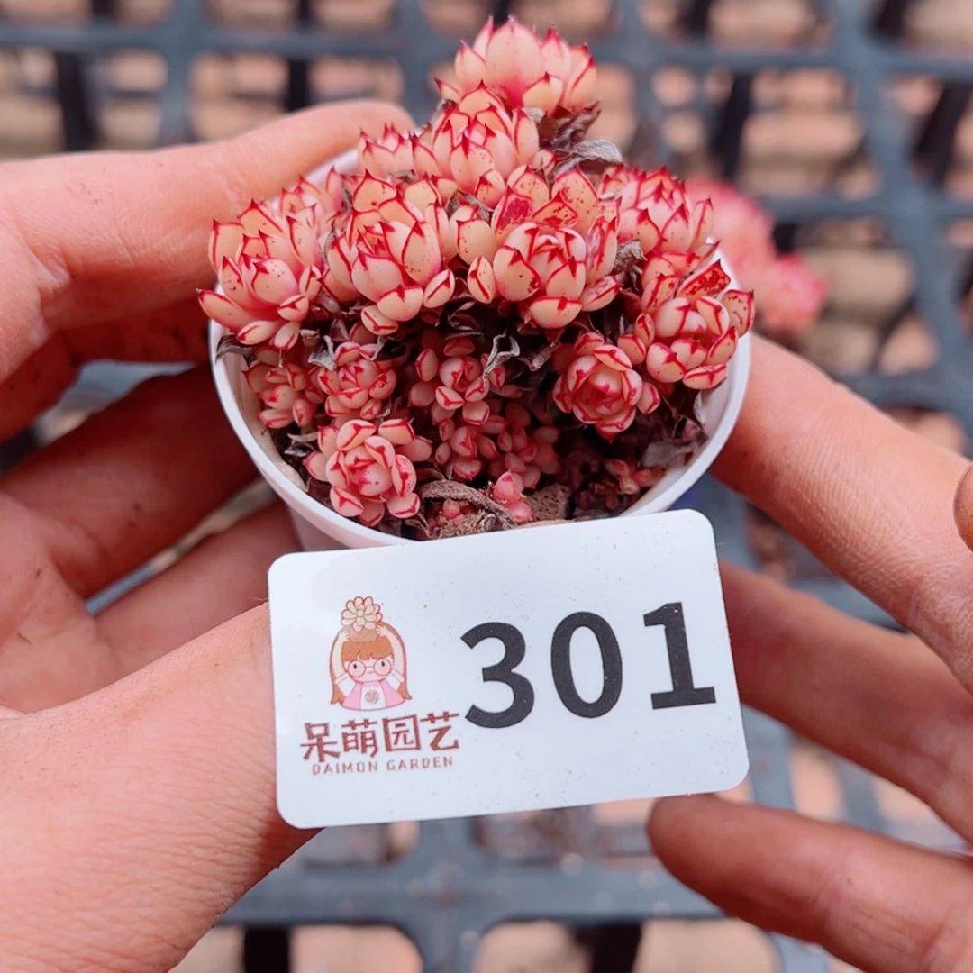 多肉植物多肉植物