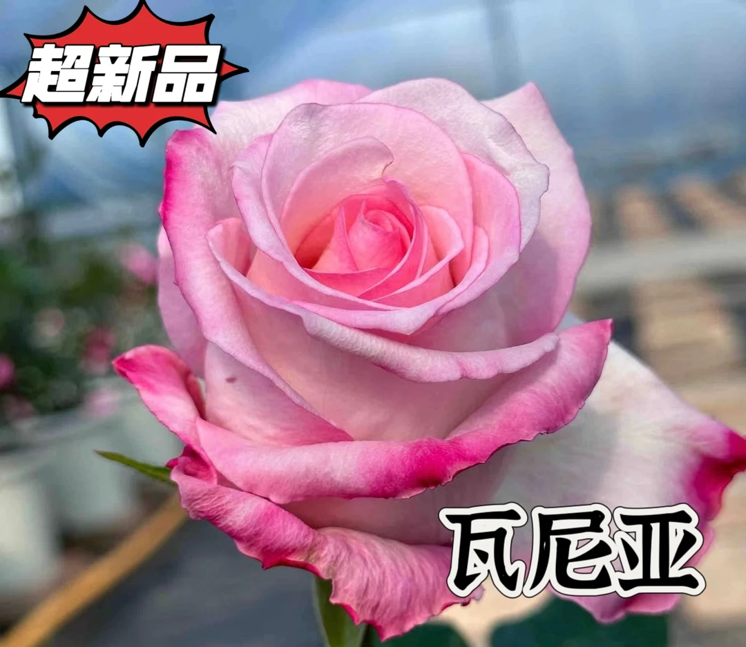 【瓦尼亚】超新品  芊喜花园精选月季 切花 露天高抗性实生根接苗