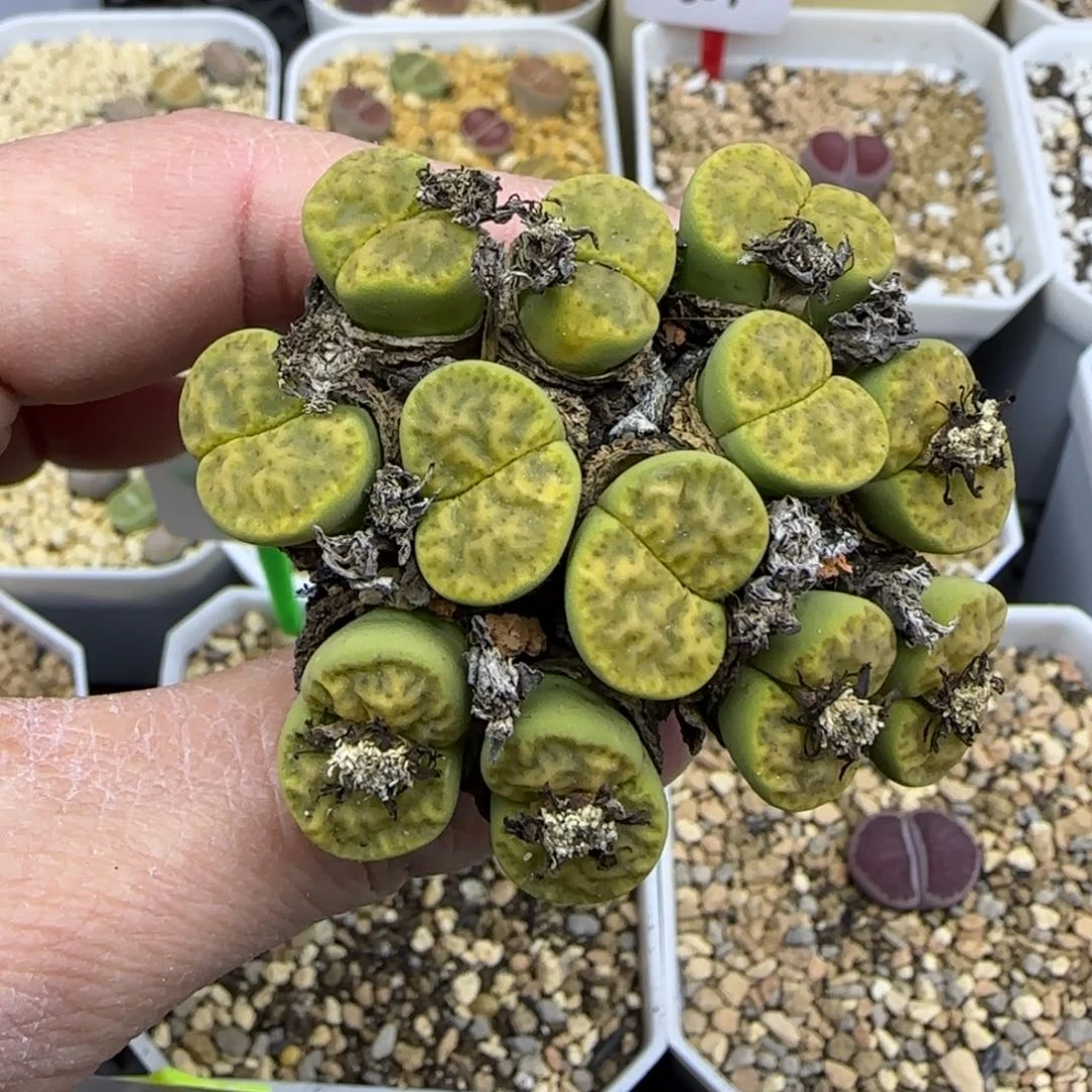 12头黄鸣玄群生清框福利30包邮