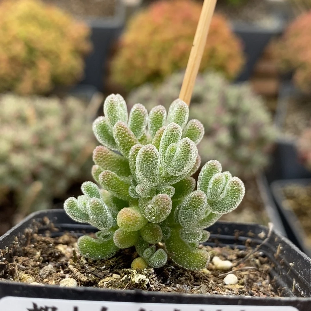 优选冰晶6587枝干番杏