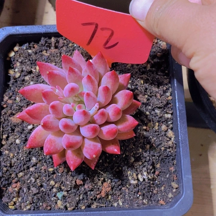 在家里面吃饭的吗