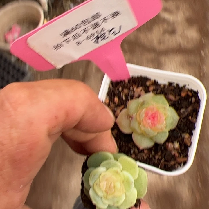 空***新空气专拍链接啊啊啊啊