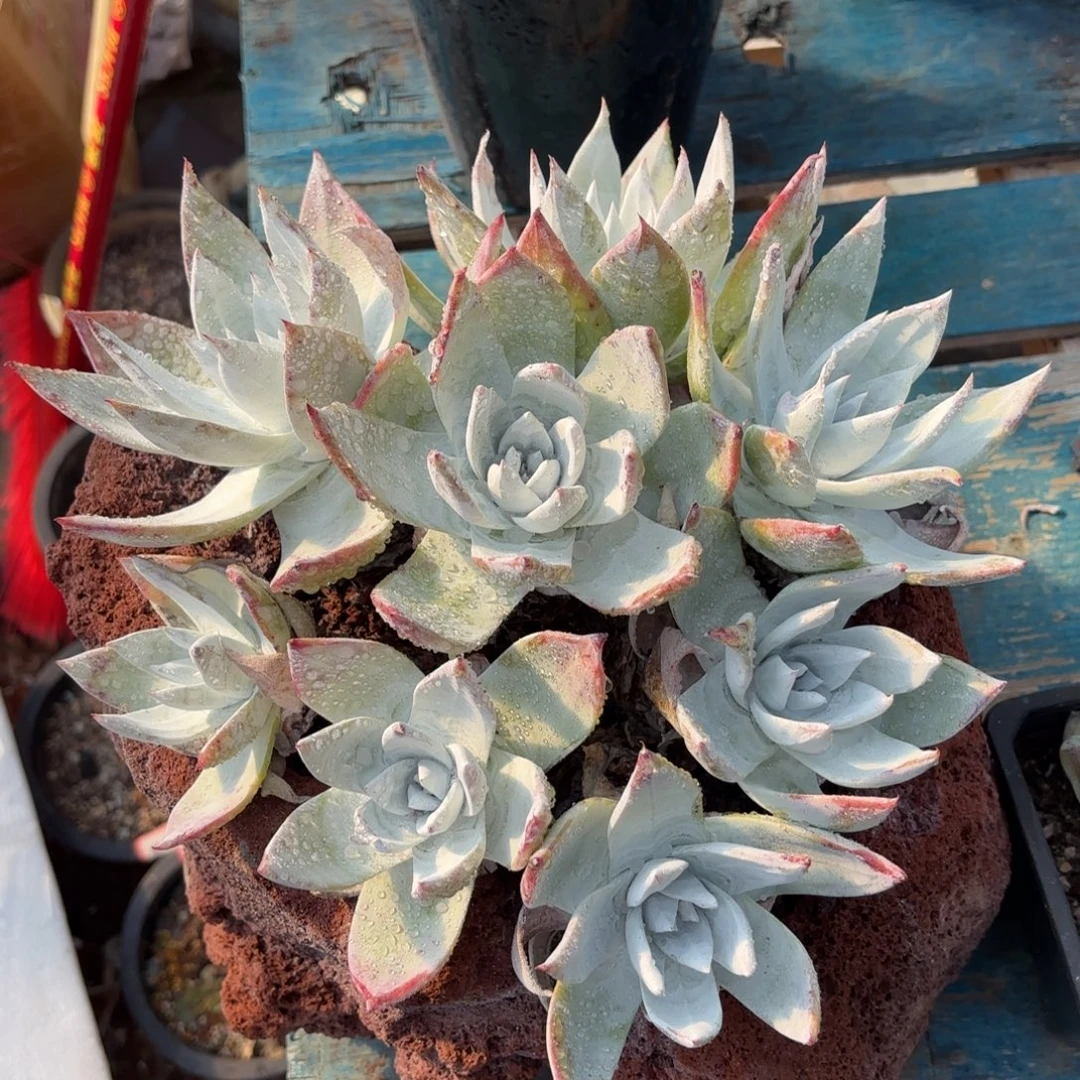 雪山，仙女杯多肉。