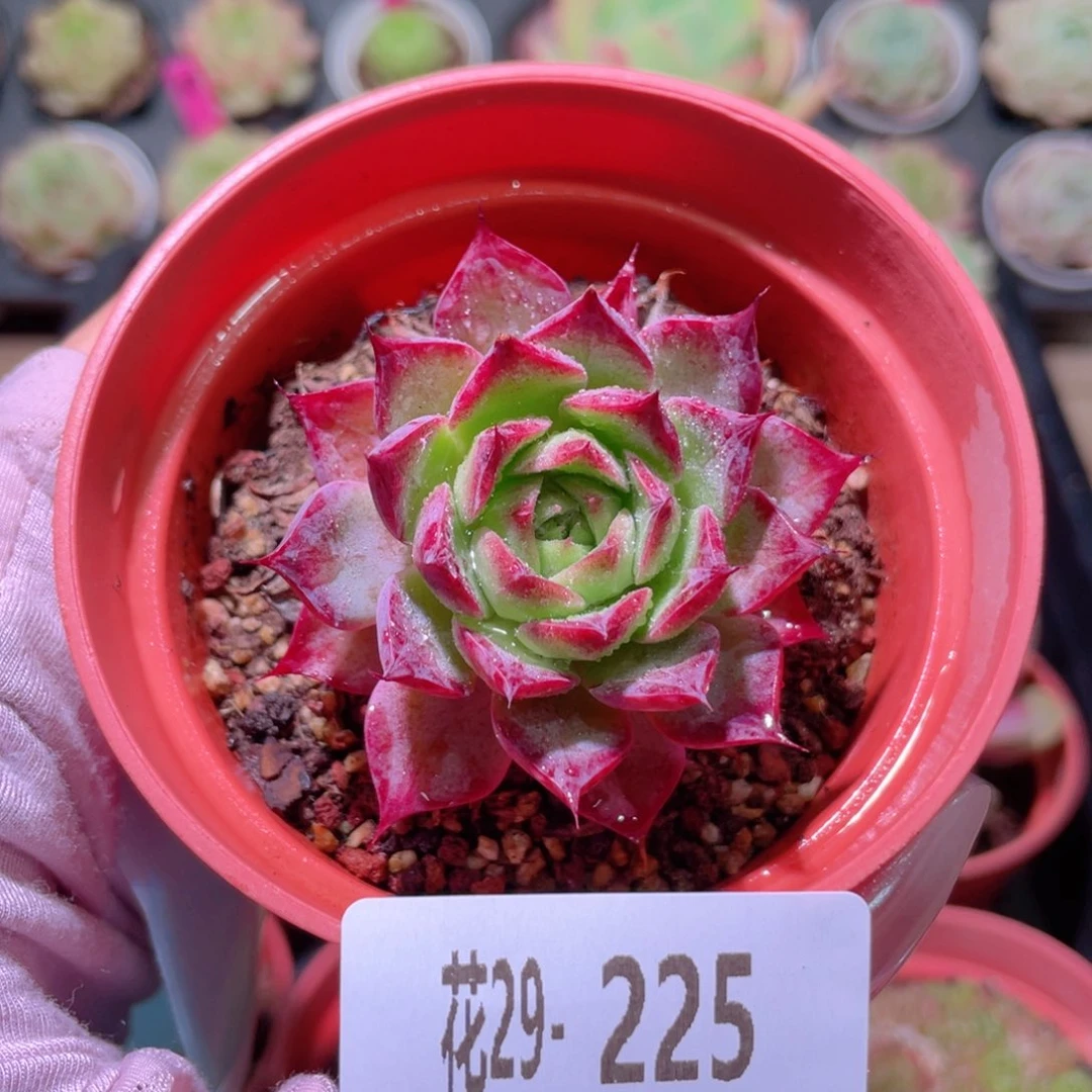 花利美29-225小海螺