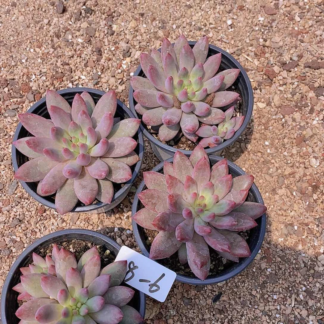 8/6 紫虞美人大单头一颗l p