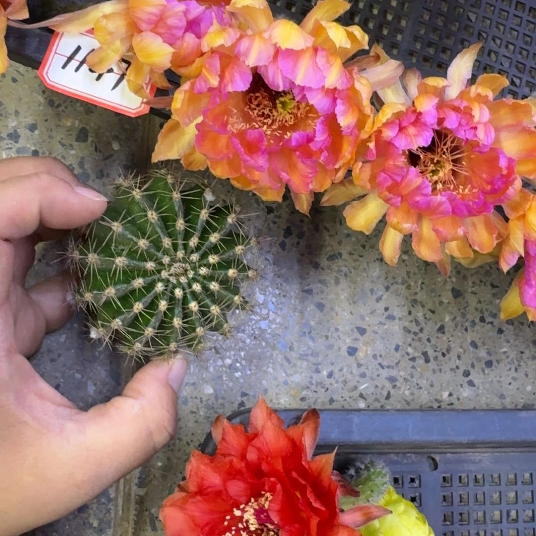 262彩草金碧辉煌歪无根侧牙4公分左右，20包邮