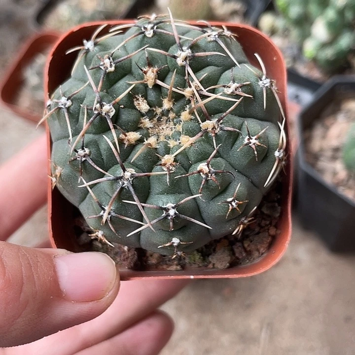 284仙人球开花植物