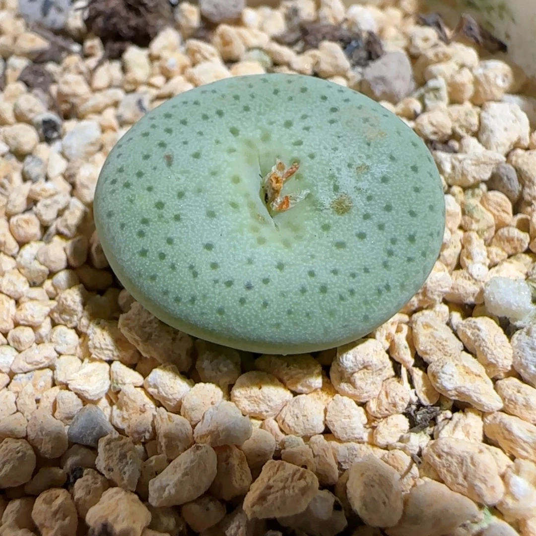 肉锥多肉植物组合-杂交粉大饼1385
