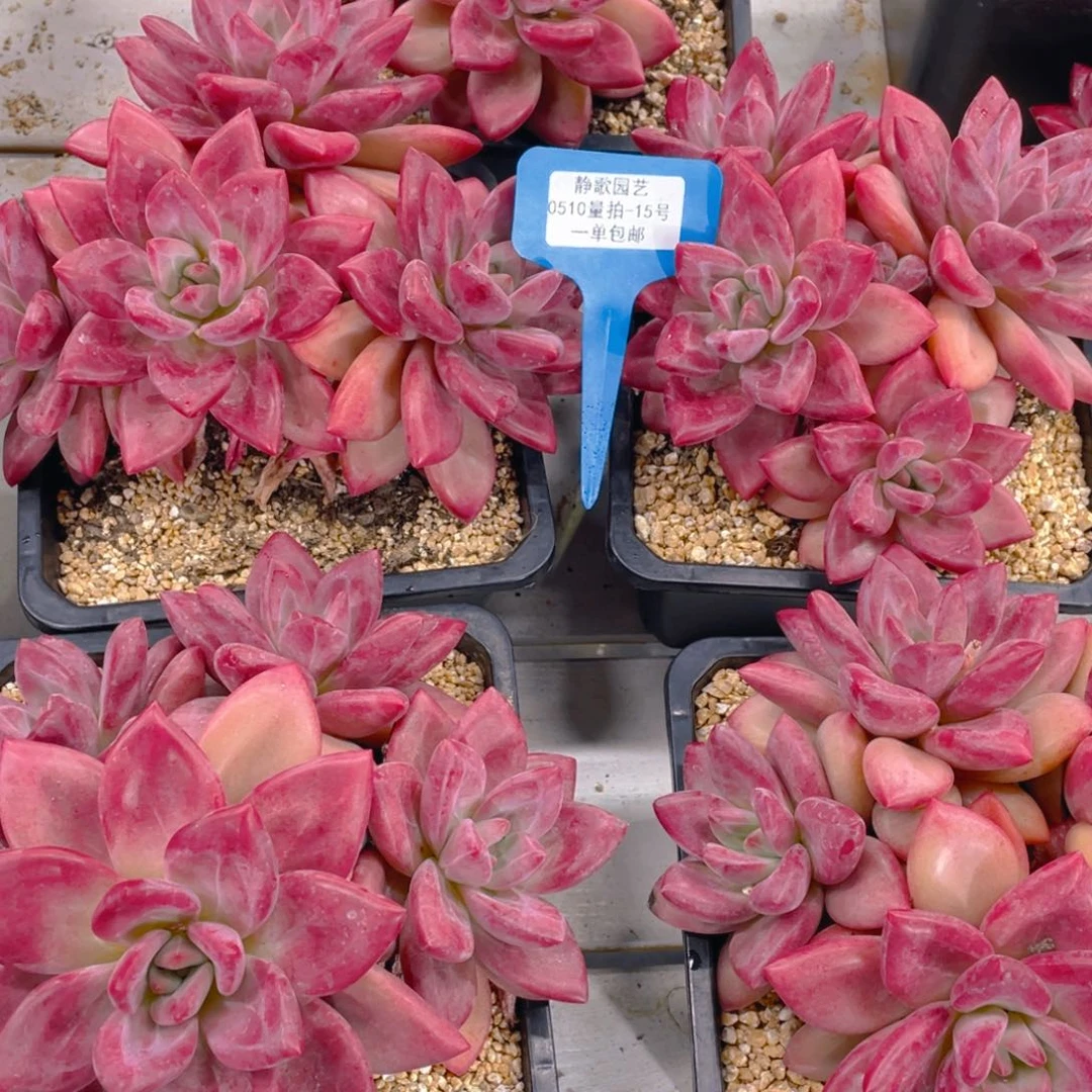 0510-15-赫菲斯托全状态一颗