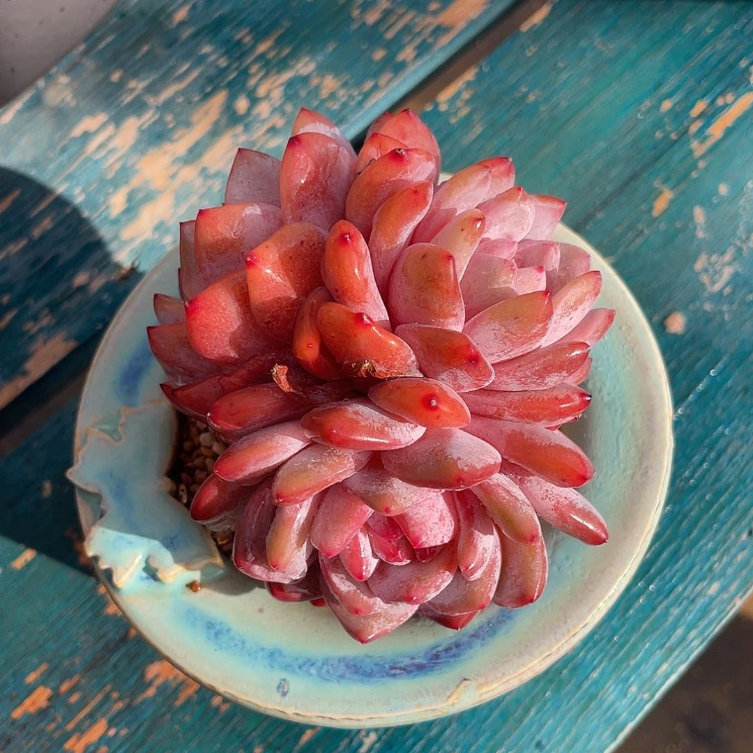 橙梦露群生多肉植物一物一拍