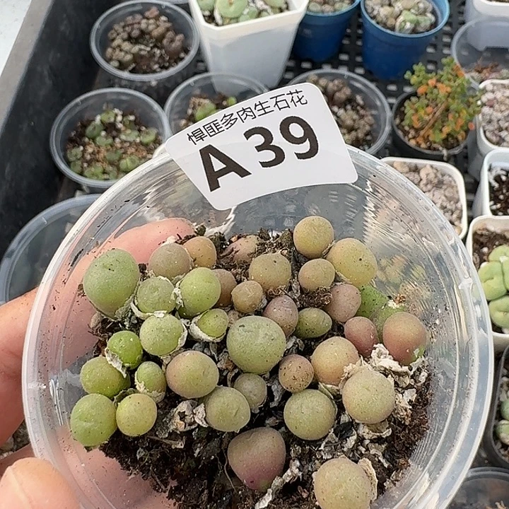 39多肉植物多肉植物