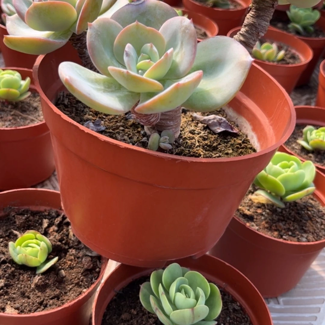 【闪购商品】无花朵致****