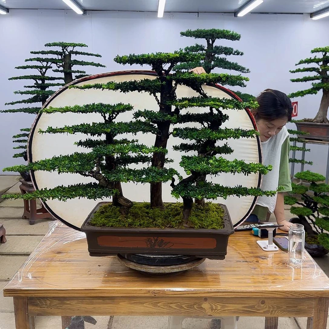 无花朵盆景直播间一物一拍