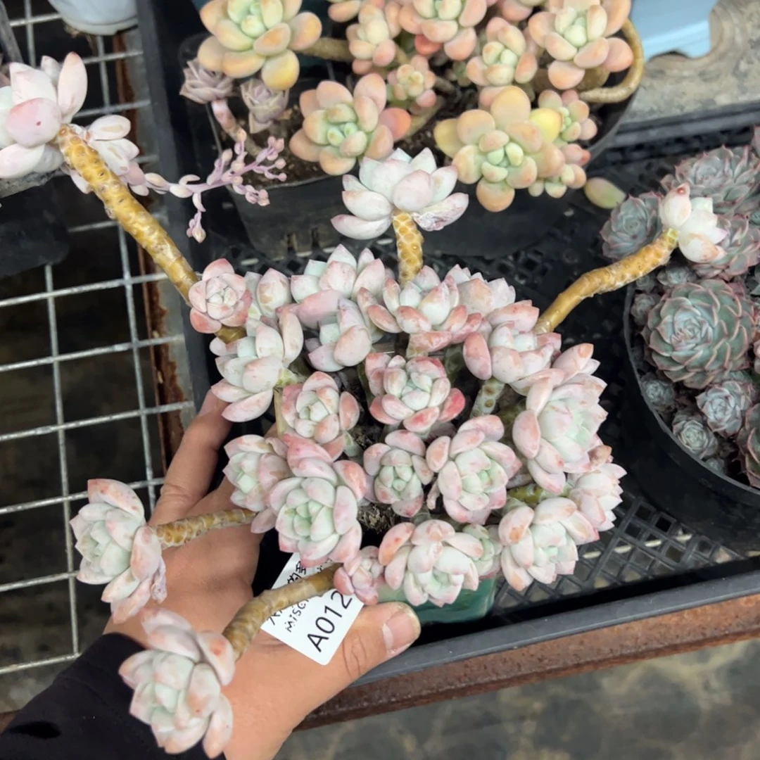 1283露凝香一物一拍