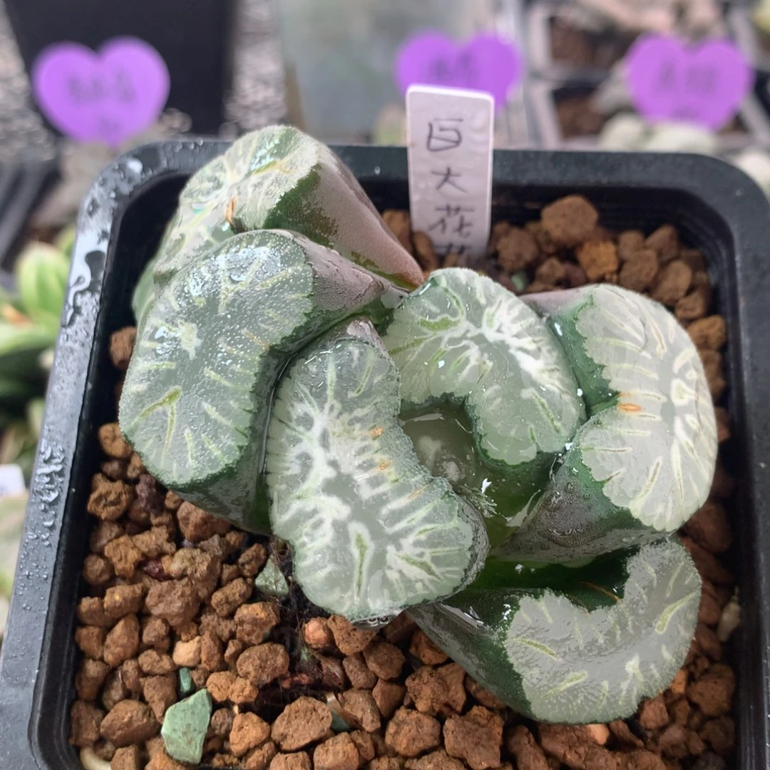 大窗巨大花菱一物一拍