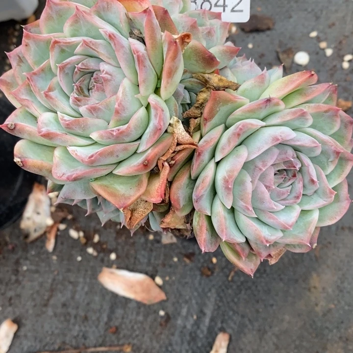 秋***歌8842杂交老桩基地～11厘米