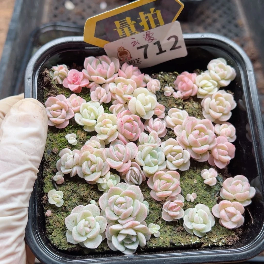 多肉植物多肉植物