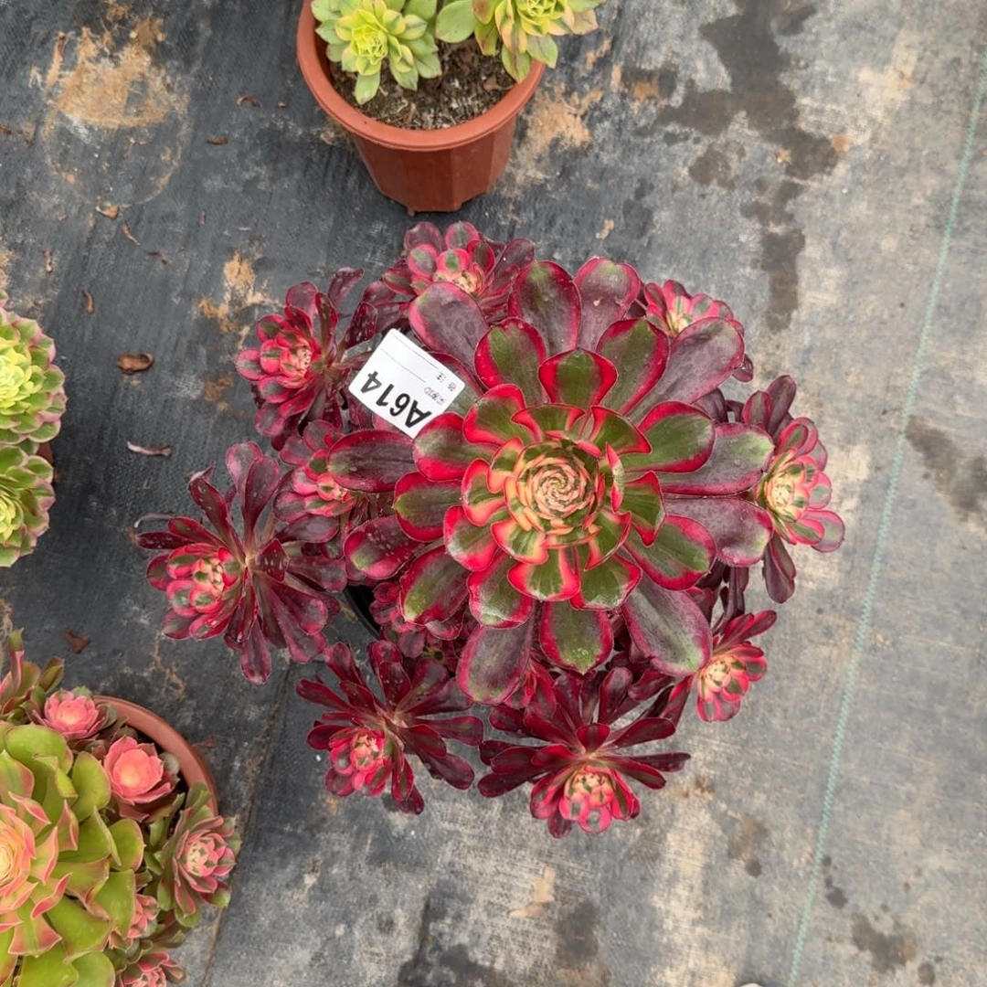 柠***舍丽娜多肉法师带盆发614