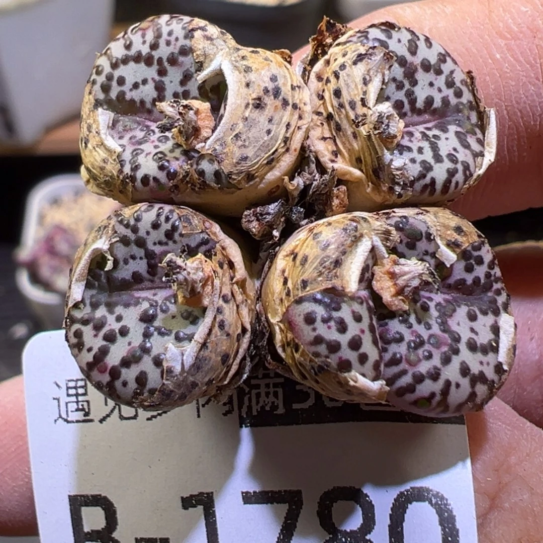 多肉植物111111111111