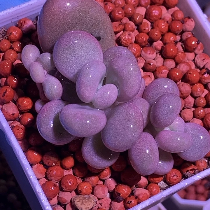 橙雪球锦多肉植物