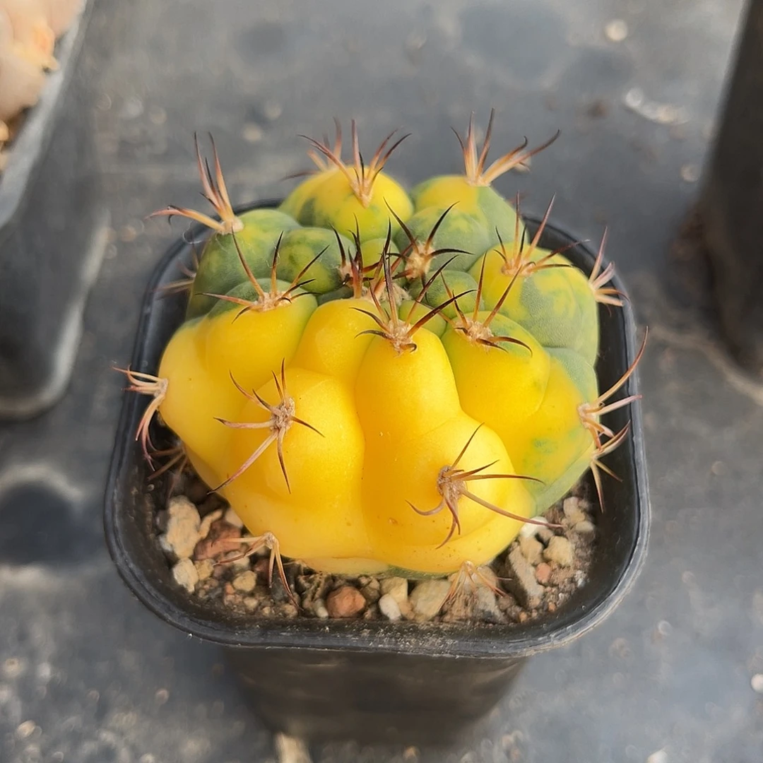 实生天紫丸锦一物一拍