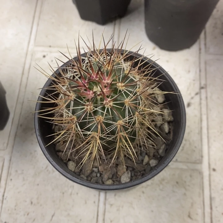 呼***风实生幻虾特价福利2