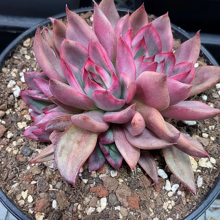 野马东云锦群多肉