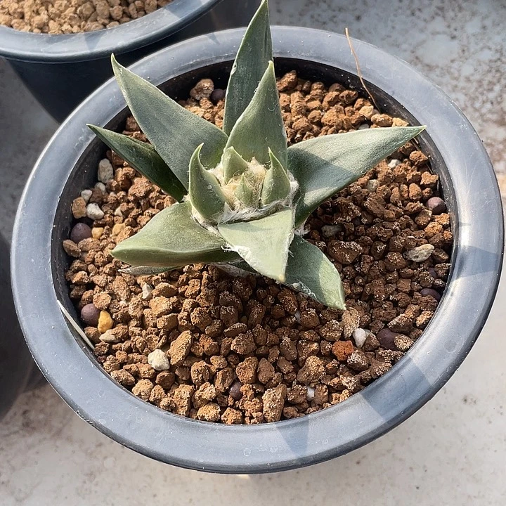 实生龙牙福利福利