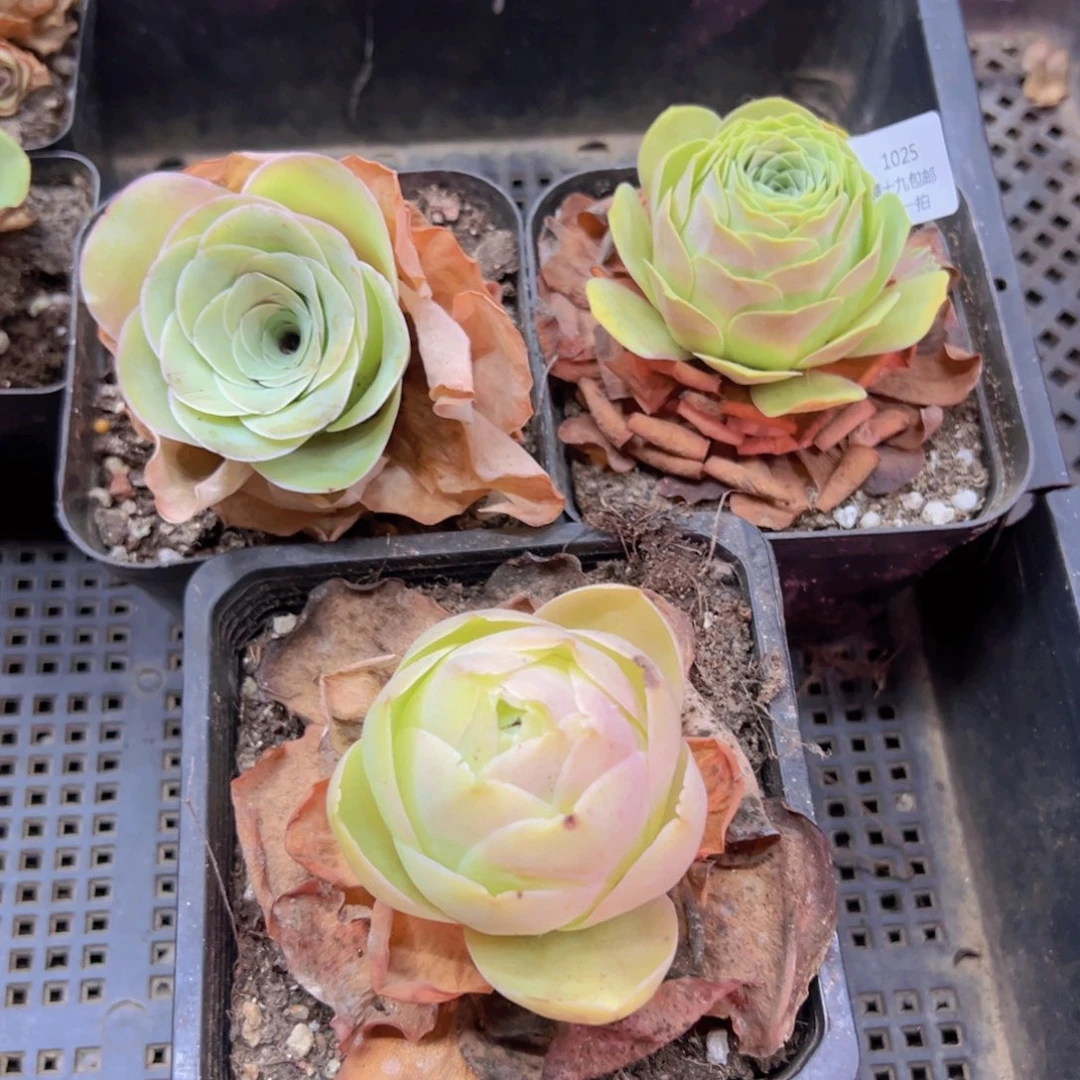 1025 侧牙掉了不包损无售后