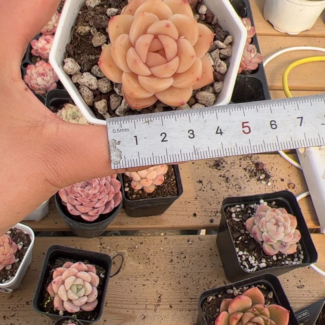 酷****啊546 多肉植物组合盆栽