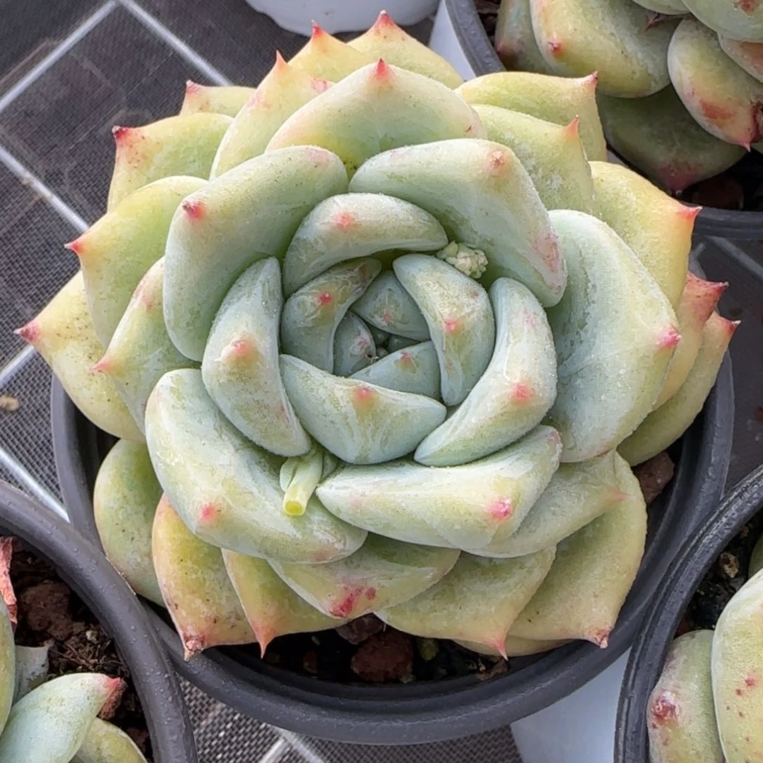 从前慢花园精选多肉白拉糖单头