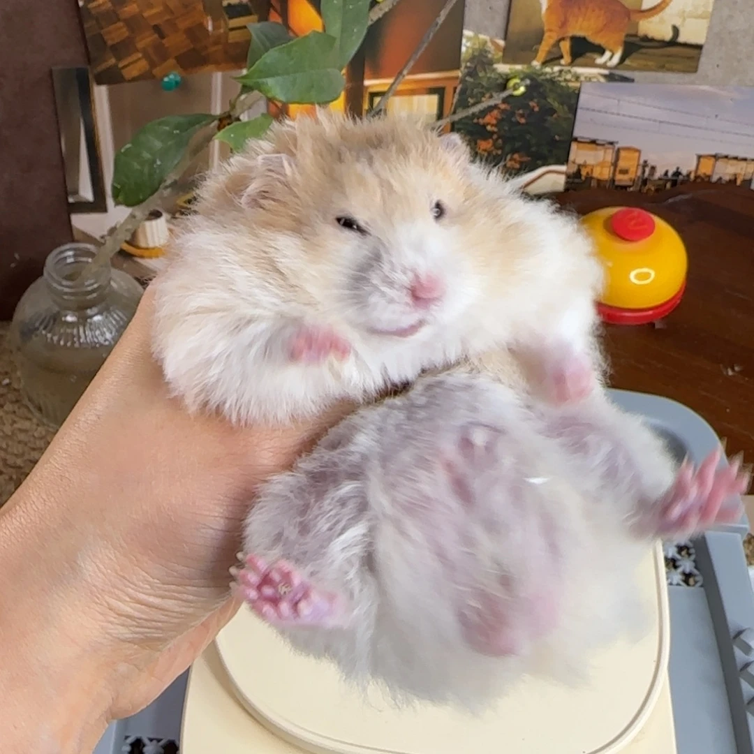 肉桂波弟弟146g8.08