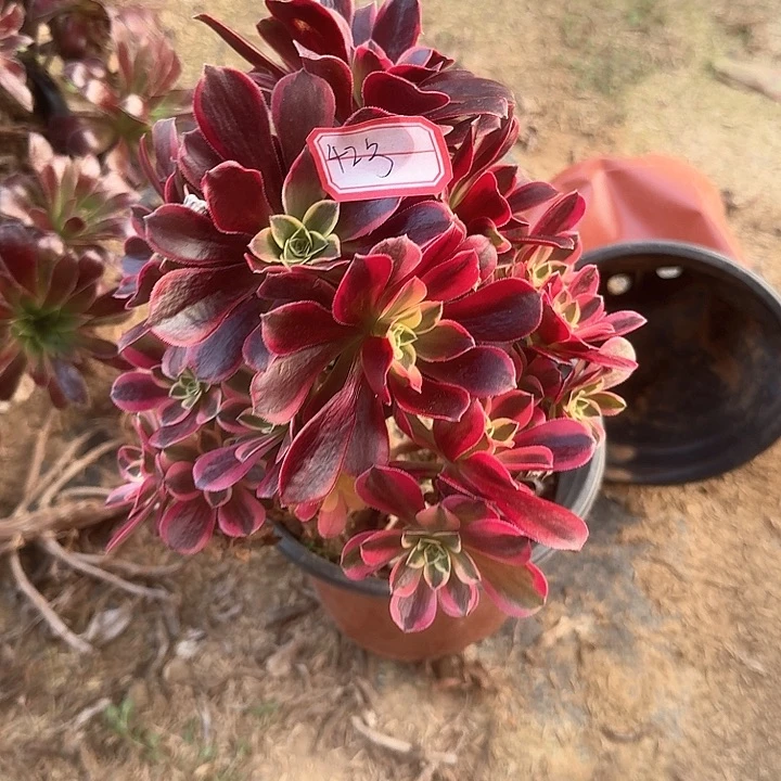 多肉植物金丝42号无售后