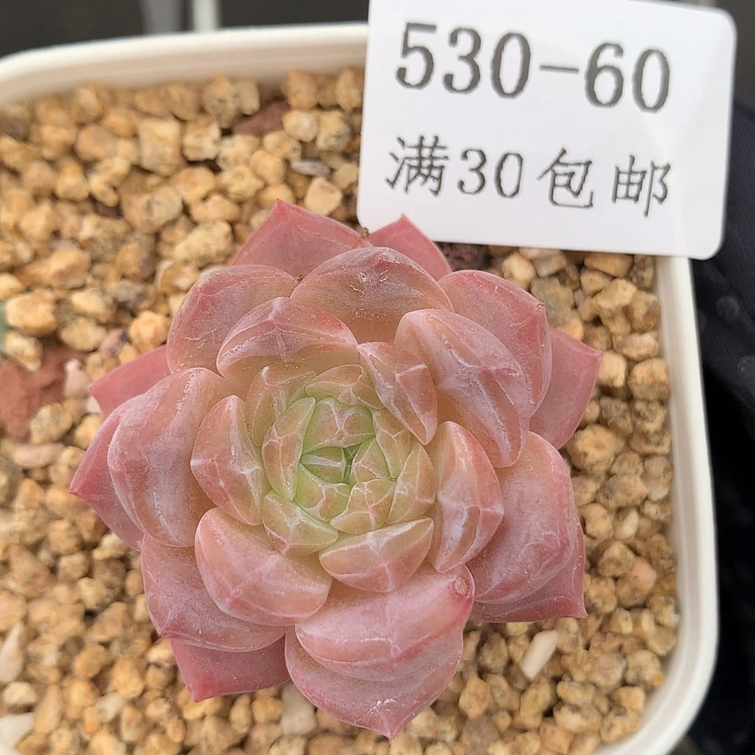 60。黄心小脸琥珀4cm。开播福利。