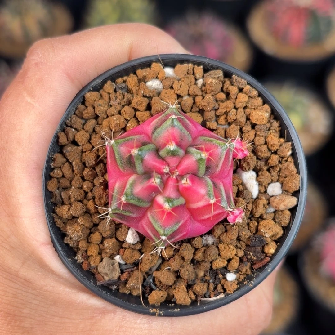 泰系米哈仙人球680