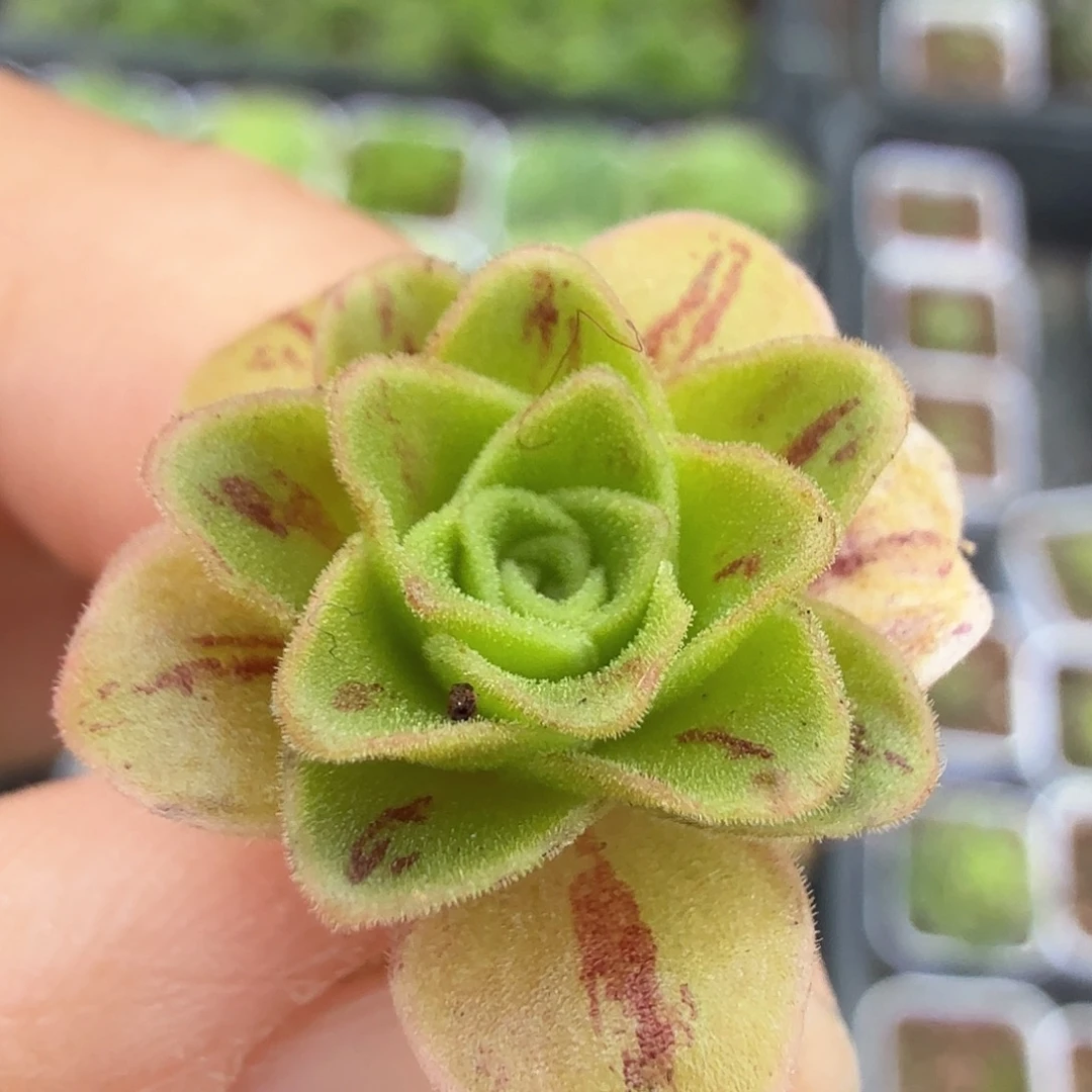 山地玫瑰。  2。