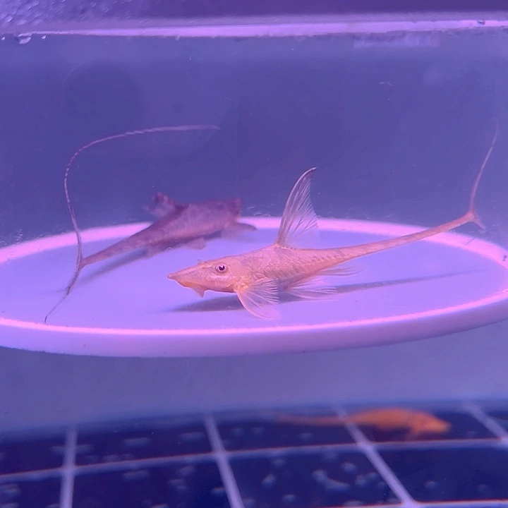 清道夫鱼2-026皇冠直升机一对尺寸9-11