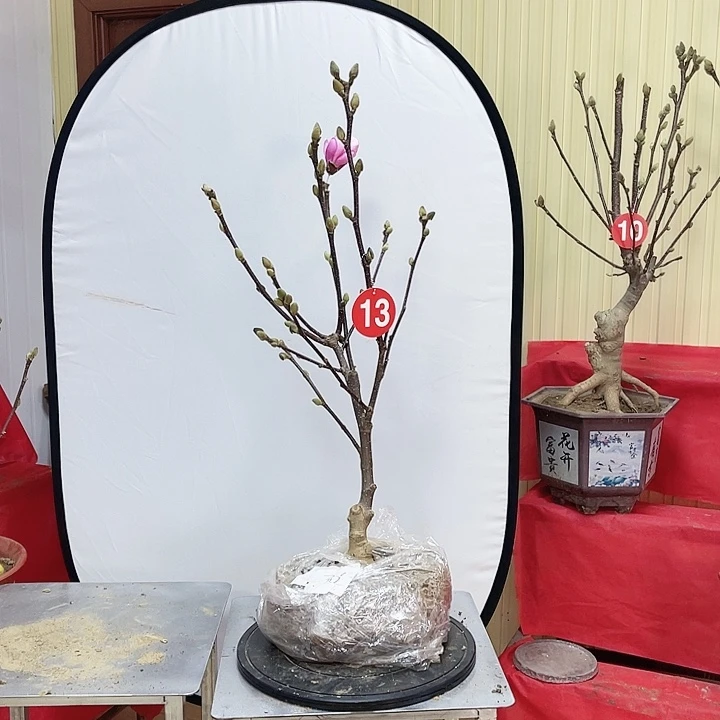 全部花苞矮化盆栽玉兰三季开花南北方适种