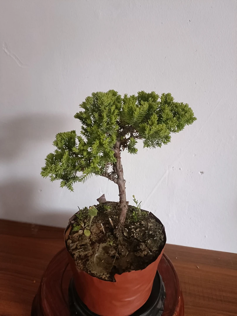 新西兰真柏 掌中宝精品盆栽