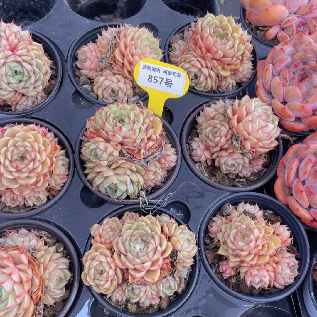 857号 苯巴蒂斯大群生一个