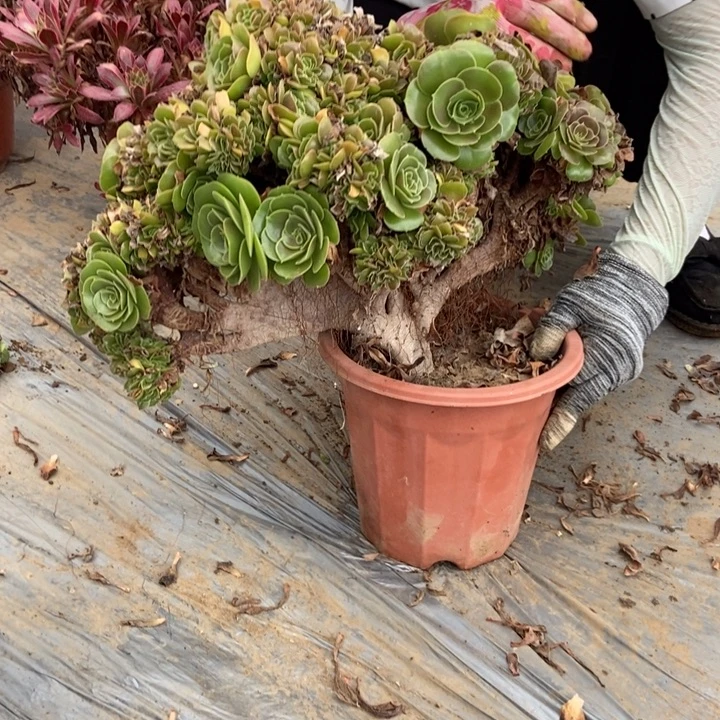 书***源173玫瑰缀化老桩老桩