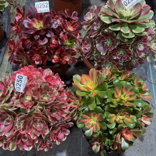 全部花苞美杜莎，粉女巫，香妃有砍，孔雀翎0251111111